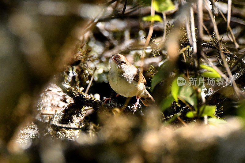 用颤声说Cisticola