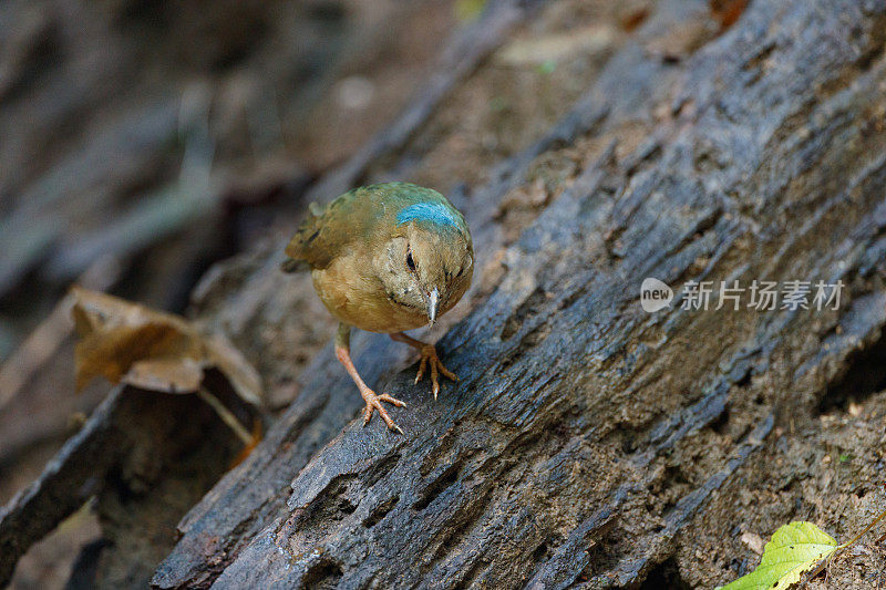 琵塔鸟:成年雄性蓝枕琵塔鸟(nipalhydrornis)。