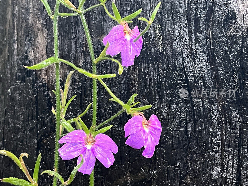 开花的澳大利亚本土野花，黑色烧焦树干