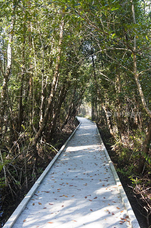 佛罗里达红树林中的木板路