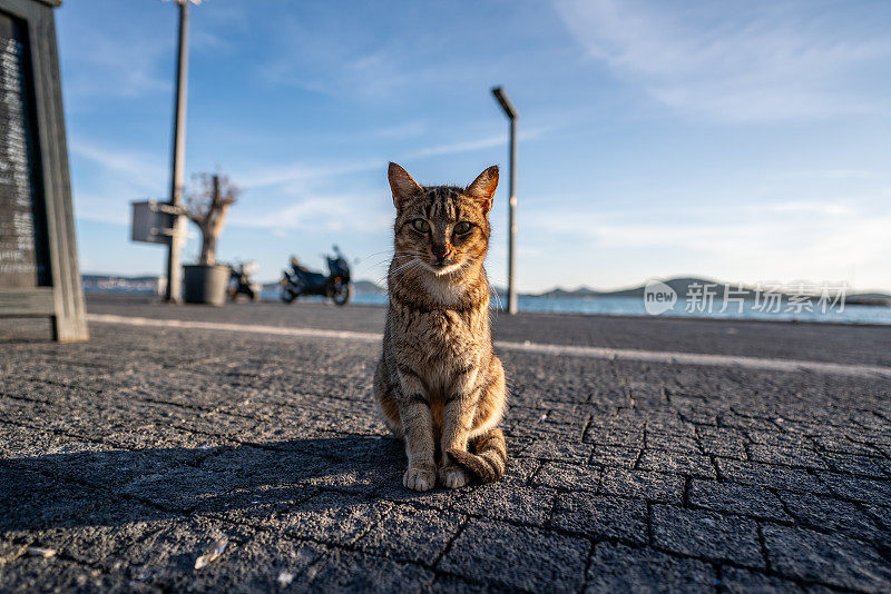 猫坐在街道焦点上前景街道和大海是背景横向行进还是