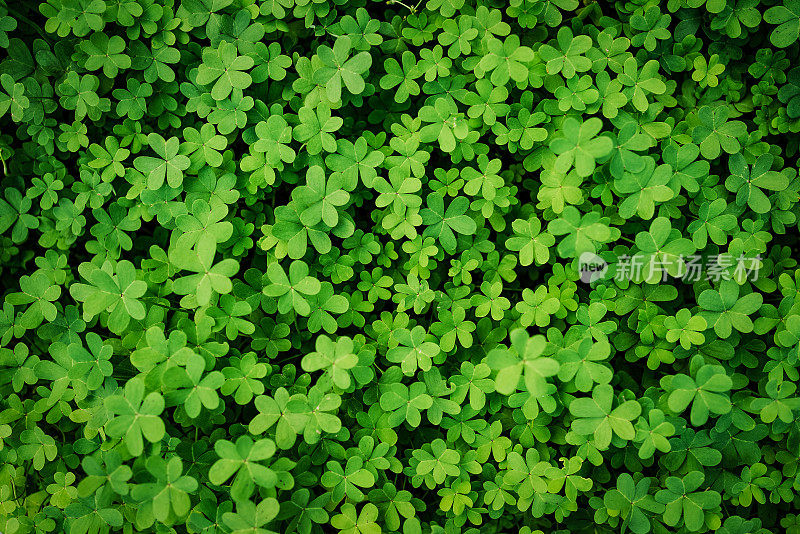 一束绿三叶草的特写。圣帕特里克节背景股票照片。