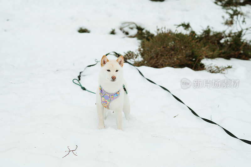 雪上的白色柴犬