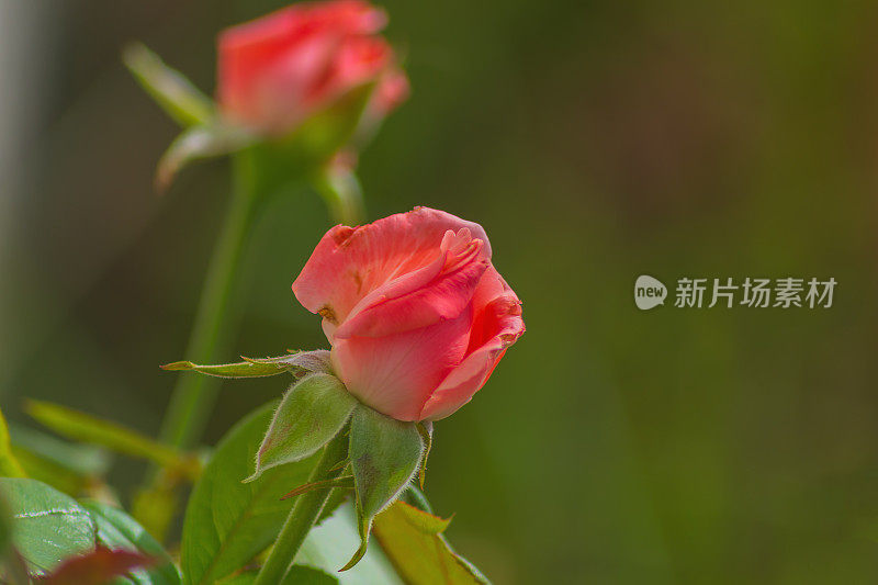 在模糊的绿色背景上，刚开始开花的鲜红玫瑰花。植物育种和培育具有一定品质的新品种，经营种业