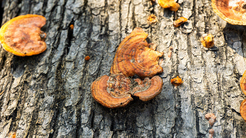 灵芝是灵芝科多孔真菌的一个属，发现于树木的树干中，有时被称为架子蘑菇或支架真菌。有时用作医药