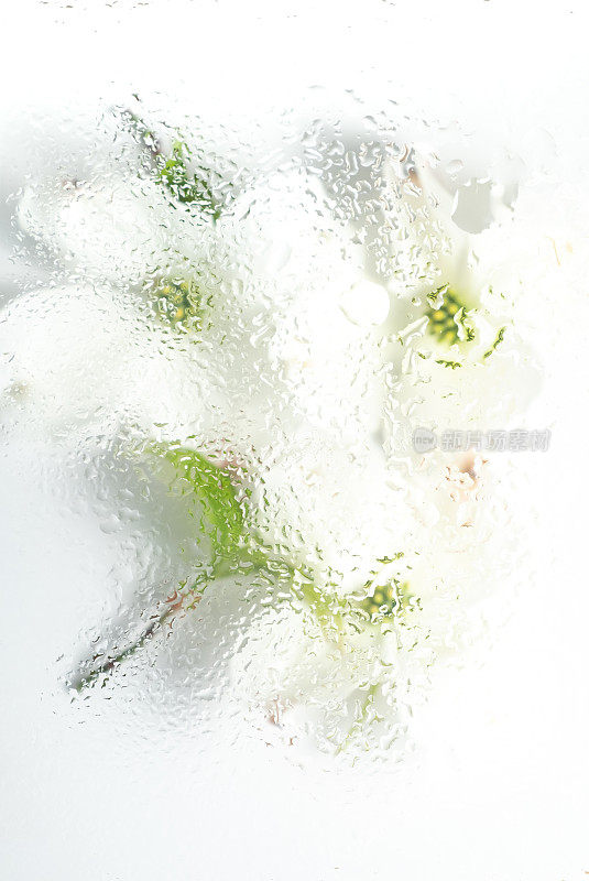 白色的山茱萸花在湿玻璃后面模糊不清。抽象的软，浅花卉背景。