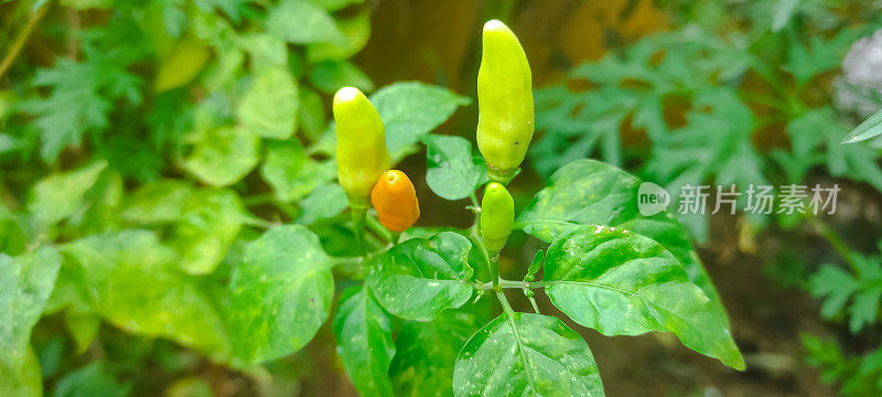 选择的焦点，郁郁葱葱的辣椒植物与大量的水果。辣椒或辣椒是辣椒属植物。植物上成熟的红辣椒。成熟和未成熟的辣椒果实挂在树上