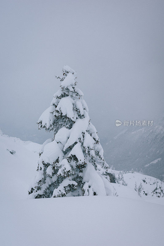 新鲜的粉雪覆盖了森林里的树