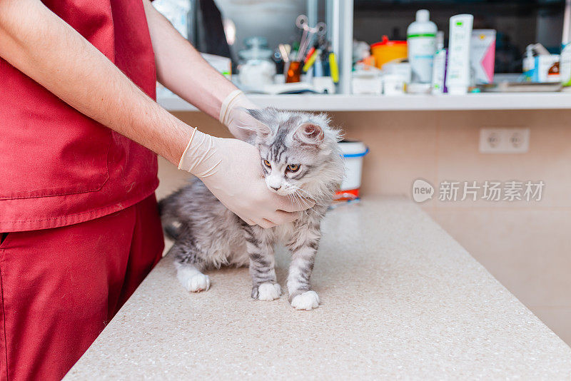幼小的西伯利亚缅因纯种猫在兽医院接受兽医的检查。