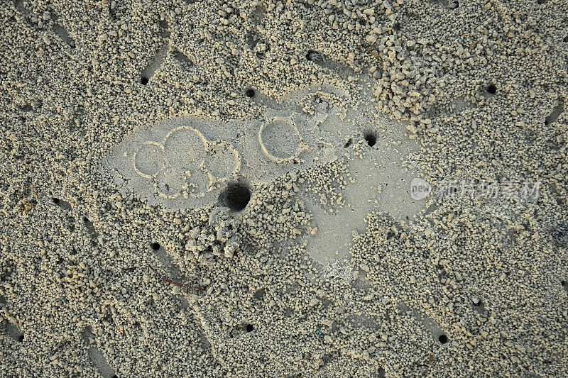 非洲海滩上的热带螃蟹在沙子下奔跑和挖洞