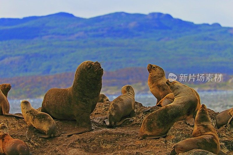 海狮和海豹岩石岛比格尔海峡-乌斯怀亚-火地岛