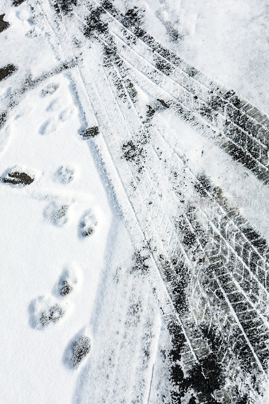 冬季雪地车道上的汽车轮胎印和狗爪印