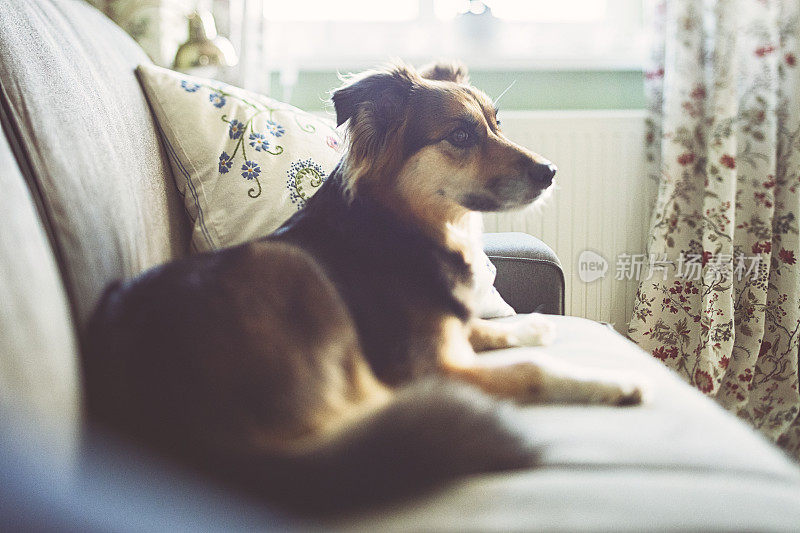 可爱的毛茸茸的边境牧羊犬在沙发上放松，听着开着的窗户