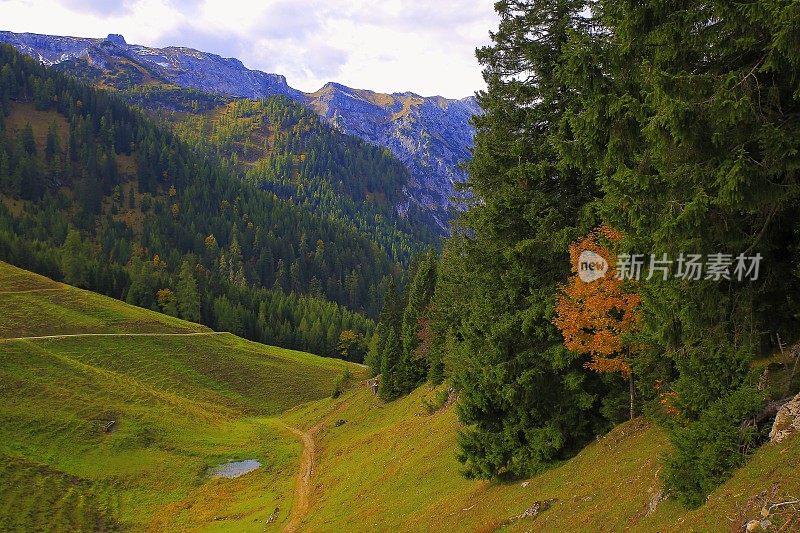 徒步小径和松树景观在金秋-因斯布鲁克乡村，泰洛