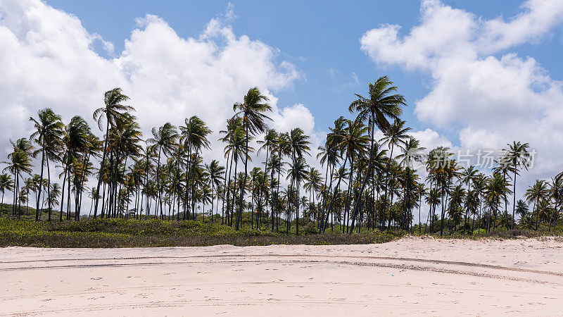 巴西康泰海滩上的椰子树，Paraíba