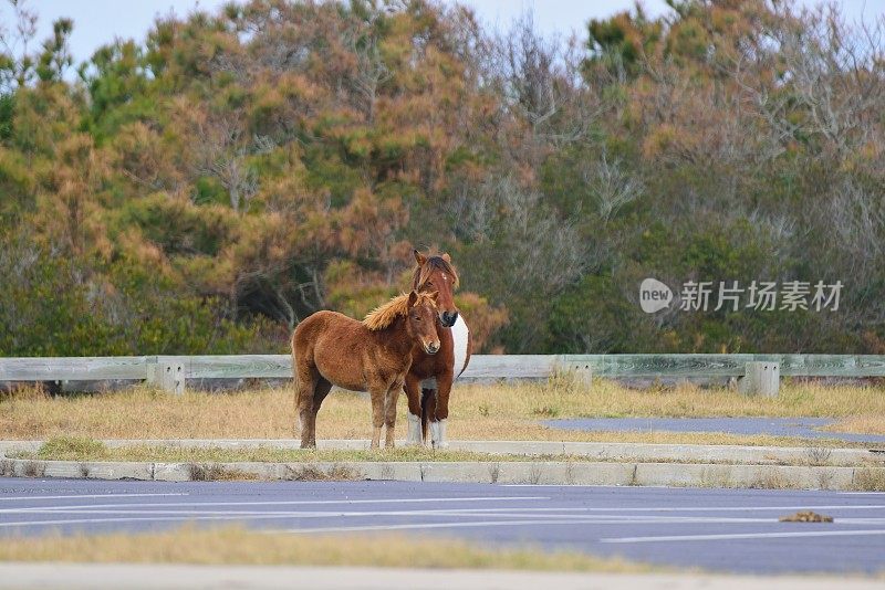 阿萨提格小马和小马