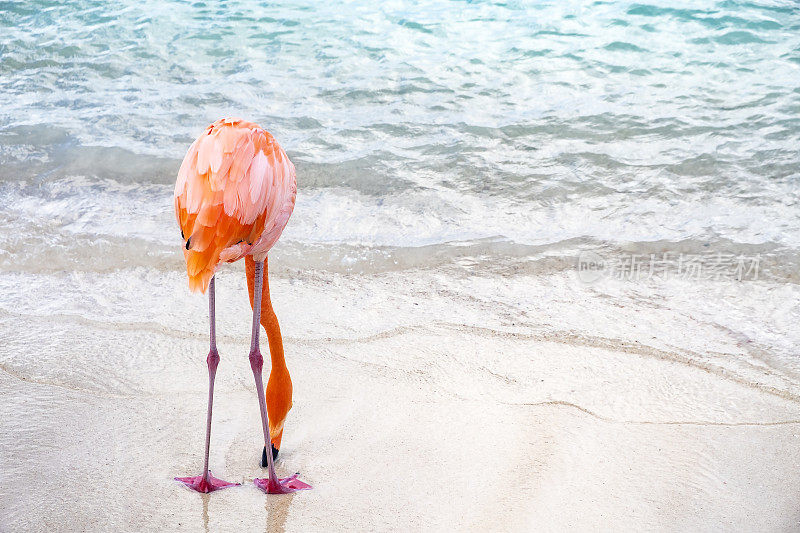 加勒比海海滩上的一只野生粉红色火烈鸟