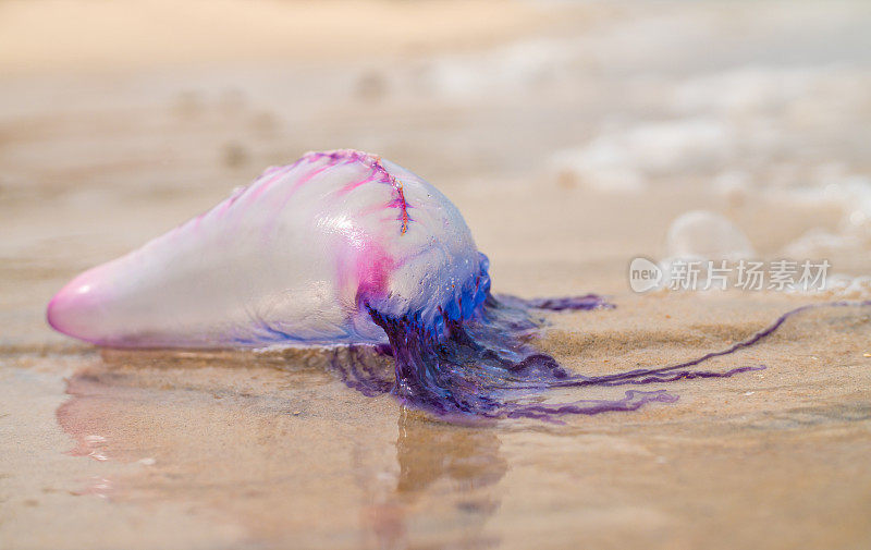 海滩上的水母