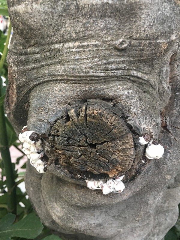 树皮上的白色蘑菇选择浅景深的焦点