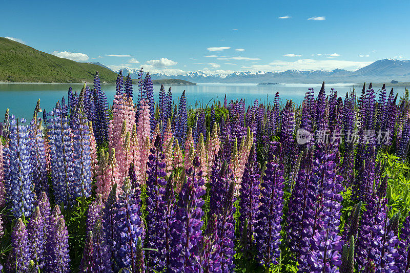 新西兰特卡波湖的Lupins