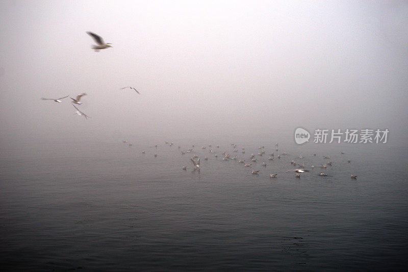 海雾和海鸥