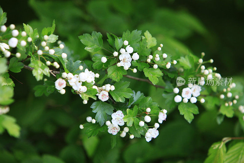 山楂在春天开花叶