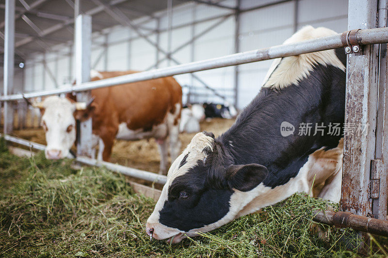 奶牛在奶牛场的谷仓里