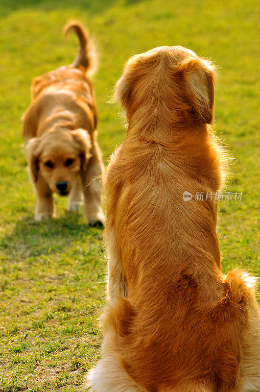 金毛猎犬成人