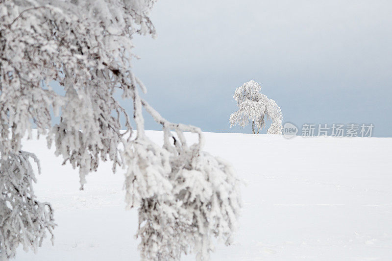 德国温特堡附近的雪树