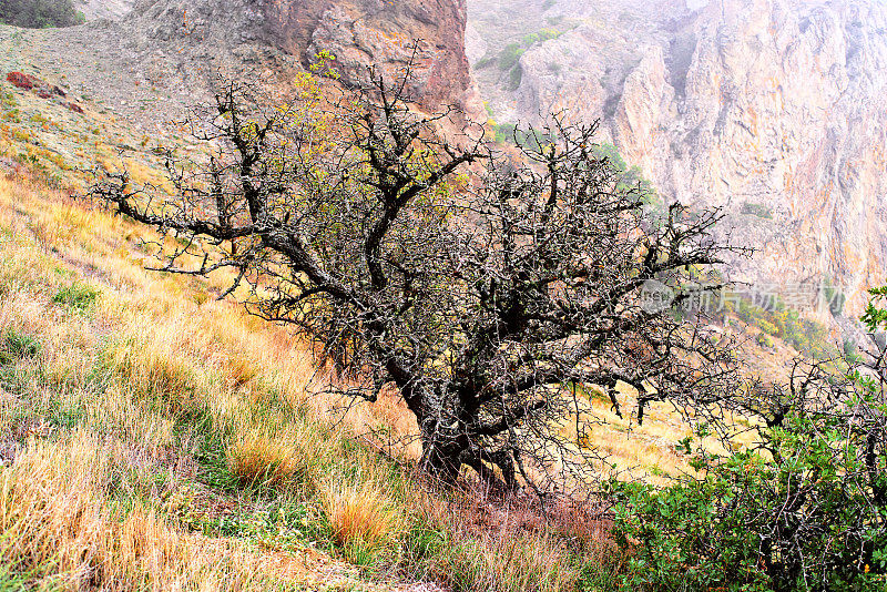 生长在山坡上的枯树。秋天，克里米亚的卡拉达火山