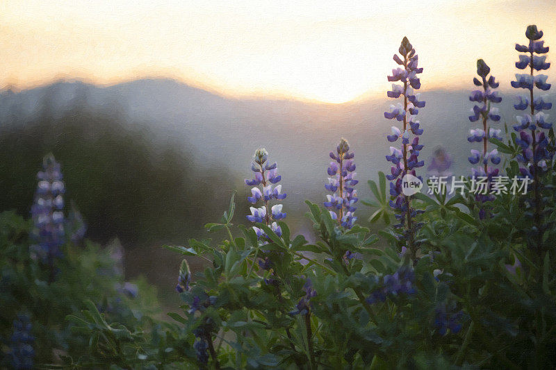 数字油画羽扇豆野花在黎明