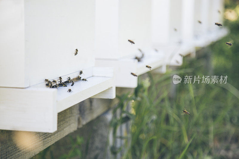 蜜蜂在蜂巢里飞来飞去