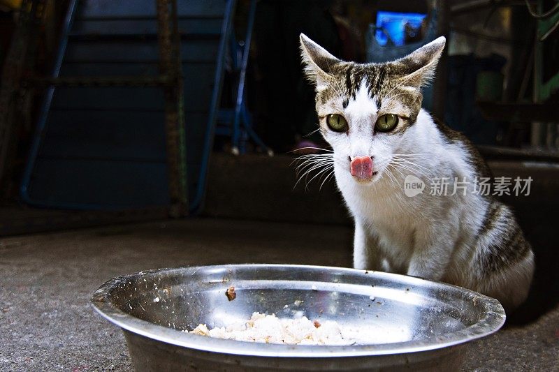 喂流浪猫——吐舌头。