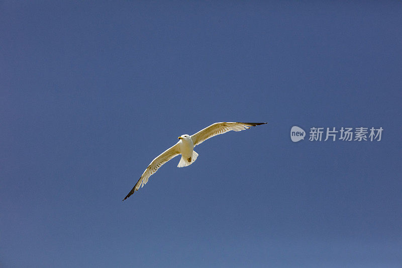 蓝天上的海鸥