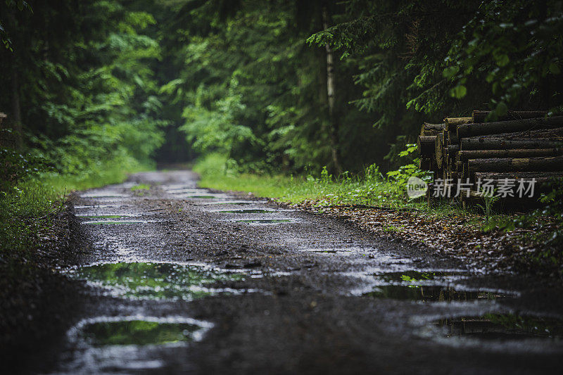 穿过雨林的路