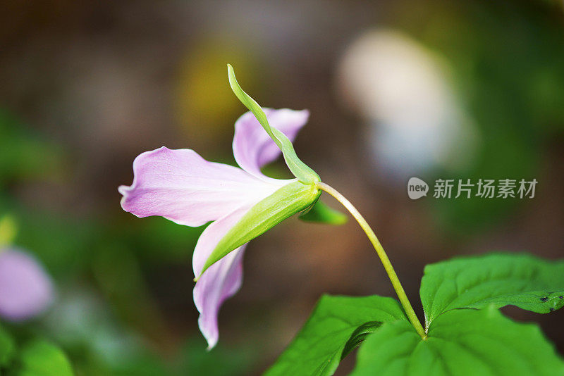 白色Trillium特写