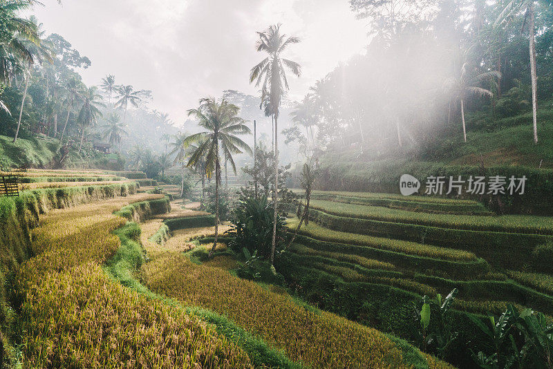 印尼巴厘岛的Tegallalang稻田风景