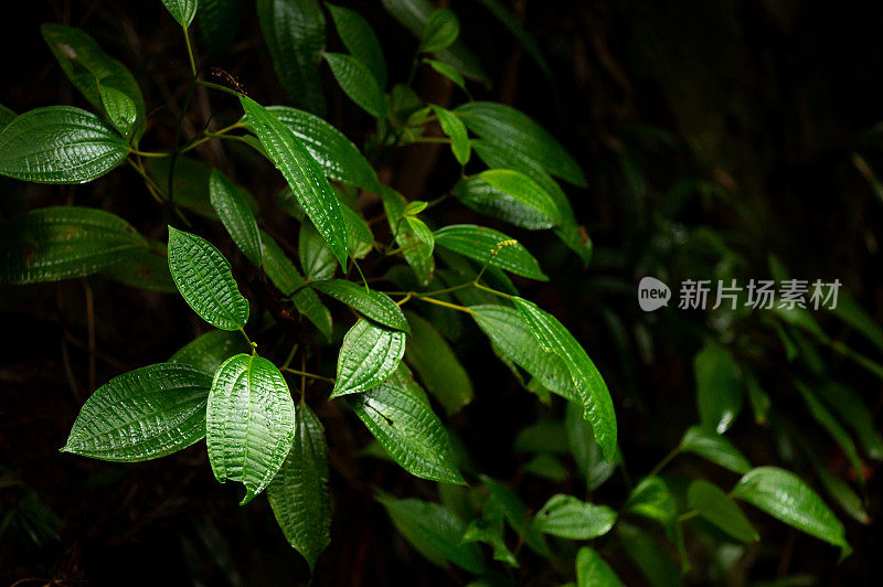 雨林中新鲜的绿色植物的特写