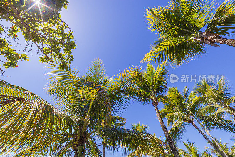 热带天堂，椰子树的阴影下-巴伊亚，巴西东北部