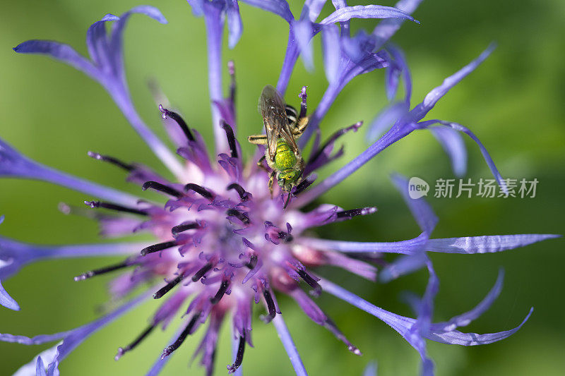 绿蜜蜂在蓝色的松果花上