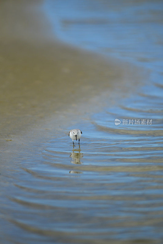 桑德林站在海滩边的浅水里，向前看