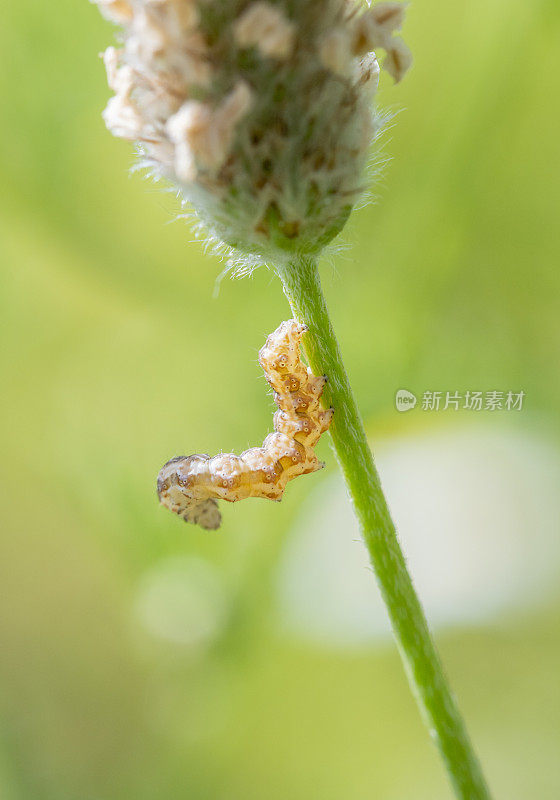 车前花在茎上开花小毛虫