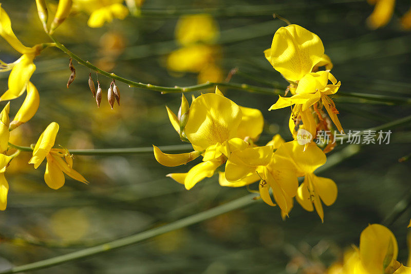 近距离观察苏格兰金雀花黄花