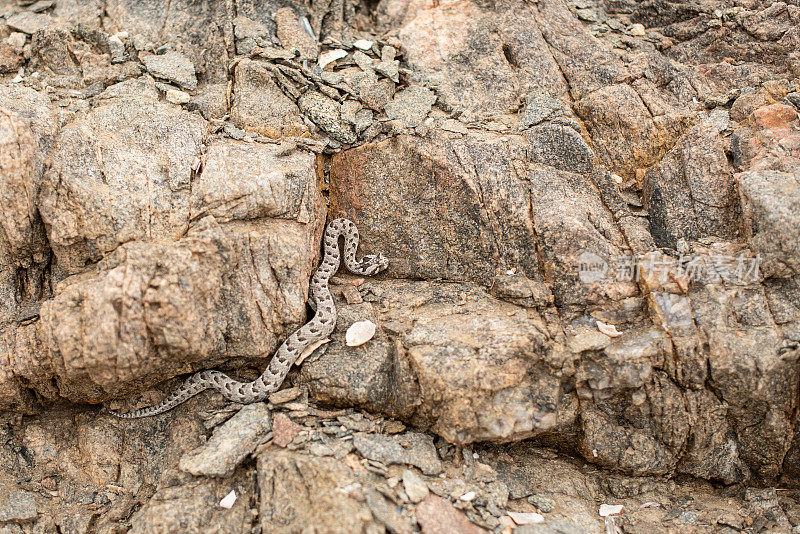 岩石上有角的蝰蛇