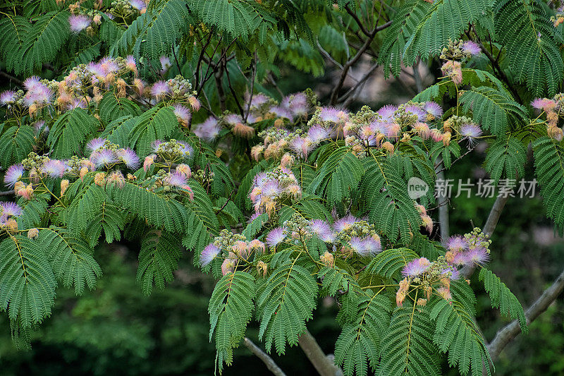 蚕丝树花VD702