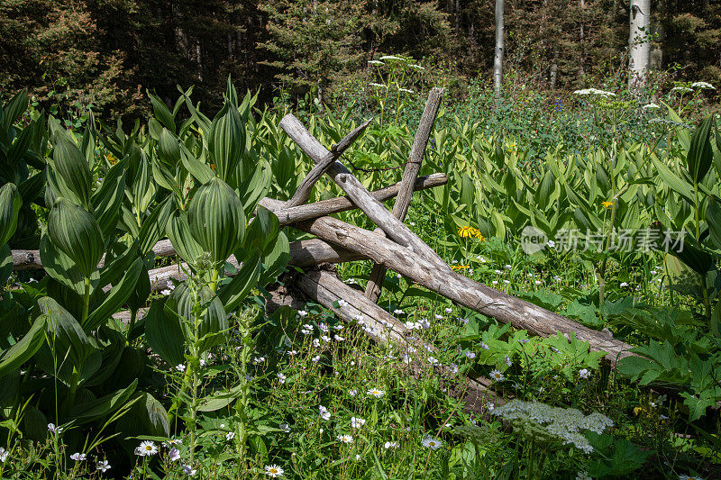 老篱笆，白杨和野花沿着4x4土路在科罗拉多州西南部