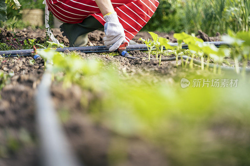 照顾花园中的植物。园艺、农业、春天。耕地，菜园。