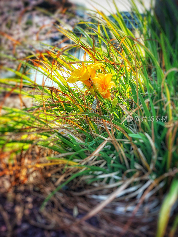 黄黄的黄花菜在初夏的阳光下