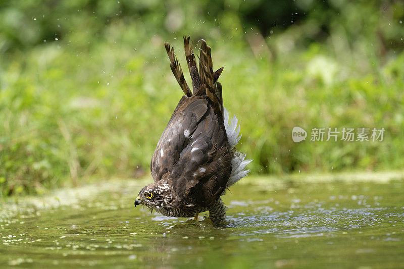 雀鹰清洗(鹰隼)