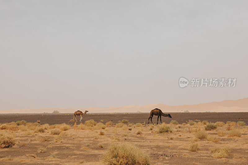 两只美丽的单峰驼站在沙漠里。